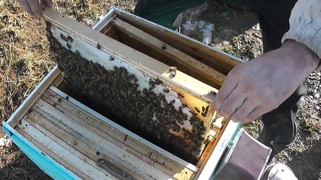 карника из польши ,18 марта,в день выставки смотреть онлайн