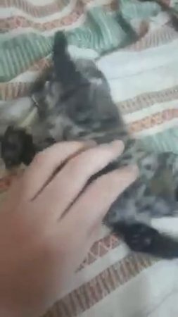 НАШ ВЫПУСКНИК ДАЛЬНЕВОСТОЧНЫЙ ЛЕОПАРДОВЫЙ КОТИК СТАЛ ПАПОЙ _самый милый хищник родился