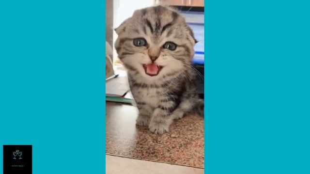 ЛУЧШЕЕ ТИКТОК\ПИТБУЛЬ\МИНИПИГ\КОТЭ\ХАСКИ\ПРИКОЛЫ смотреть онлайн