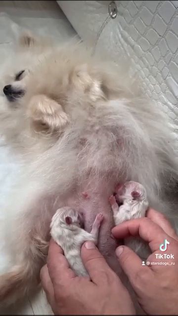 у Асти родились котята смотреть онлайн