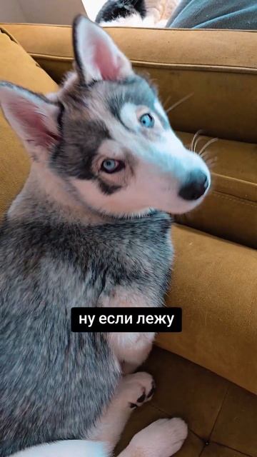 А это логично, логично#сибирскийхаски#huscat#husky#xacки#xacко?