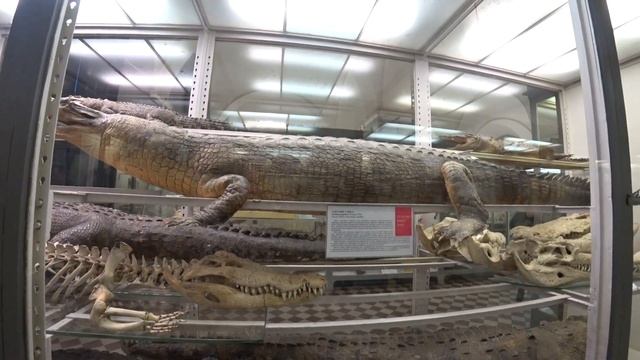 🌉 Санкт-Петербург/ Зоологический музей/ день 6