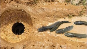 Девушка из Вьетнама ловит много угрей, для продажи на местном рынке