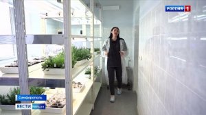 В Крыму планируют начать выращивать душицу в промышленных масштабах