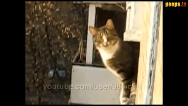 Кот Паркурист (вырезка из Шарик Шоу 7) смотреть онлайн