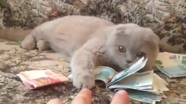 "Не воруй мои деньги"Прикол кошка смотреть онлайн
