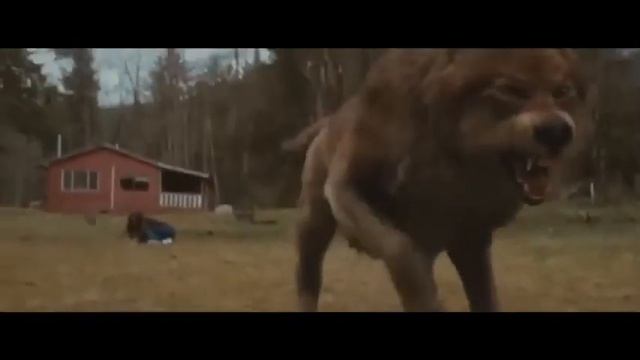 прикол волк смотреть онлайн