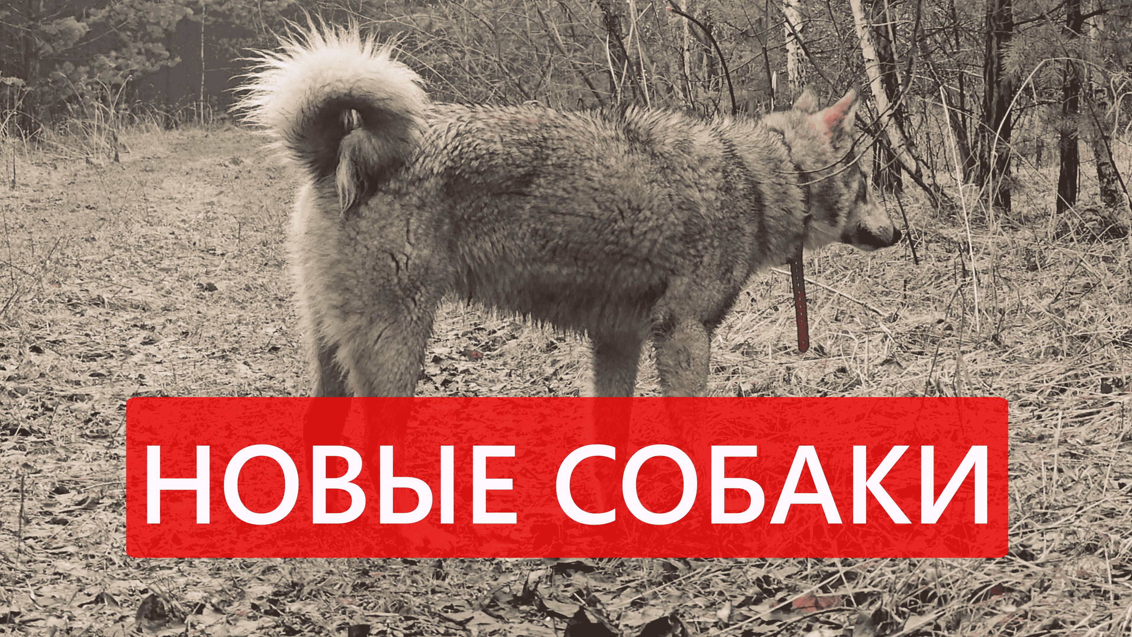 Новые собаки от А.К. Борисенка. Почему суки более проблемные собаки, чем кобели?