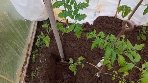 посадка ОГУРЦОВ и КАБАЧКОВ с разогревом земли