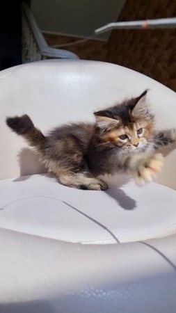 Priscilla Mos Lakshestar котенок мейн кун 2 месяца 5 дней.