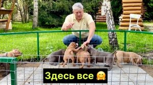 Отважные щенки, выход в свет.