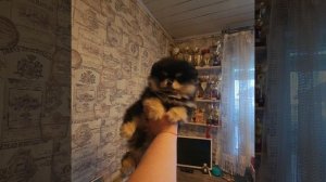 #шпицРКФ #шпицыотзаводчиков #шпицчп