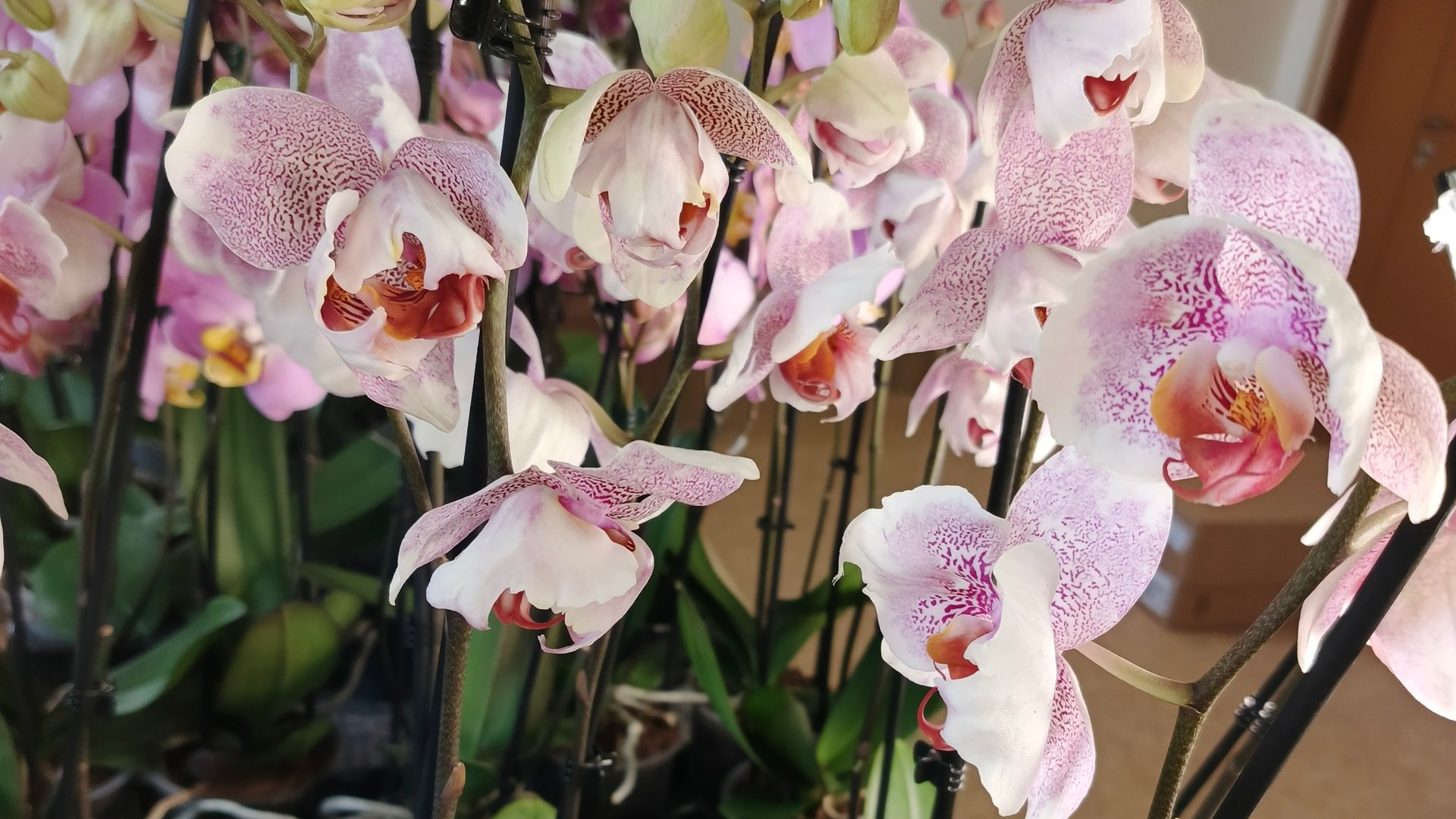 Проорхидеи. Новая поставка орхидей от 14.05.25