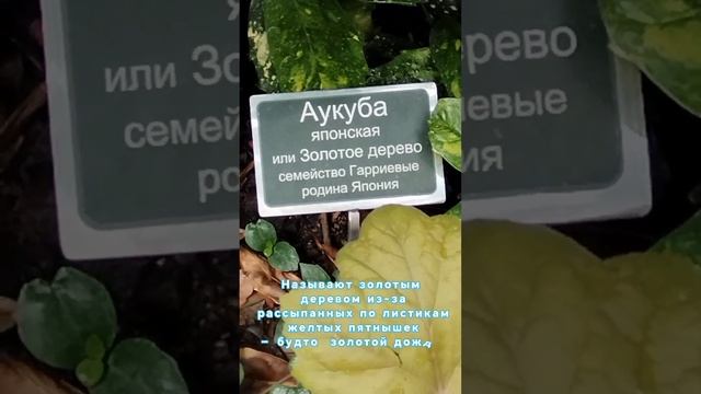 Ботанический сад в Старом парке. Кабардинка #кабардин?