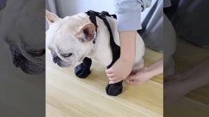 Ботинки для собаки