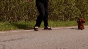 Фенси Стацл Каракас 2 года, 24 см