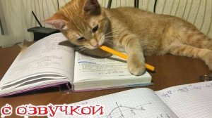 Приколы с котами! - С ОЗВУЧКОЙ! Смешные видео про животных! Смешные коты и кошки!