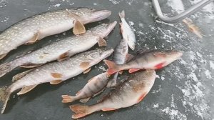 ВЫШЛИ НА ПЕРВЫЙ ЛЕД И НАЛОВИЛИ ЩУКИ. ОКУНЯ В ДОВЕСОК. КУДА БРОСИТЬ, ЕСЛИ КРУГОМ ЖЕРЛИЦЫ