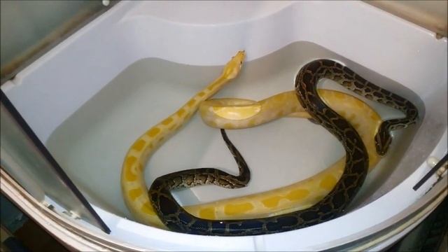 Питоны большие домашние,купание змей в гостинице._Pythons are big, bathing snakes. смотреть онлайн