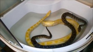 Питоны большие домашние,купание змей в гостинице._Pythons are big, bathing snakes.