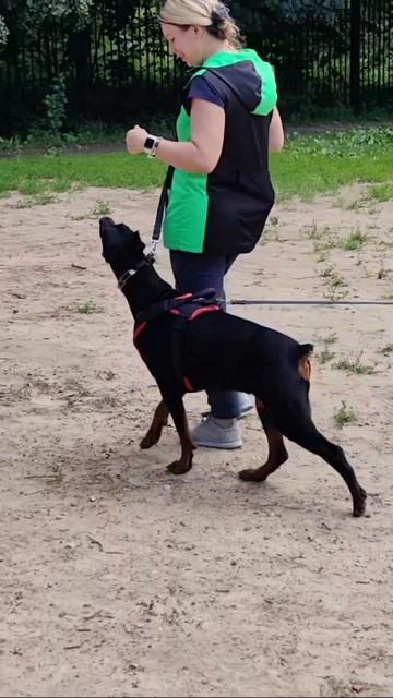 Дрессировка добермана #shorts #рядом #собака #dobermans #dogtraining #собаки смотреть онлайн