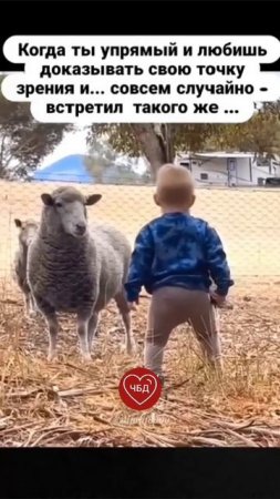 Когда ты упрямый и любишь доказывать свою точку зрения