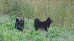 ШИППЕРКЕ В 7 МЕСЯЦЕВ. КАКИЕ ОНИ?