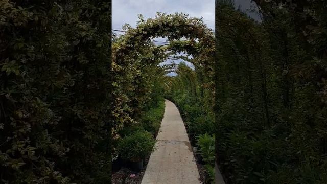 Садовый центр "Зеленый город" смотреть онлайн