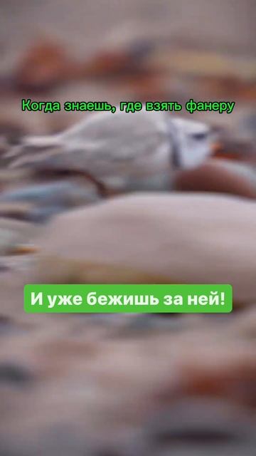 Как выбрать фанеру для упаковки? Березовая или хвойна? смотреть онлайн