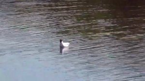 О Всепетая Царице-матушка Валентина Корниенко