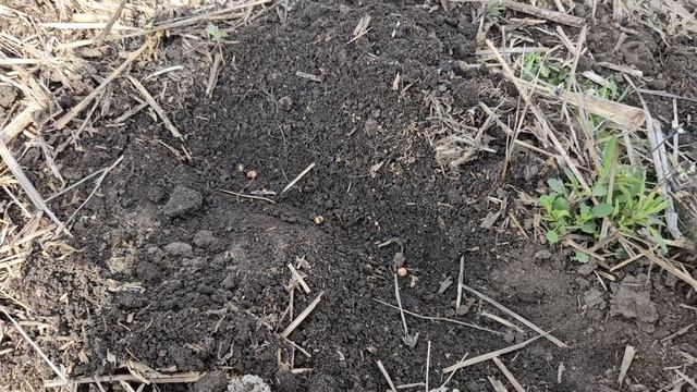 Сев сои 2025. смотреть онлайн