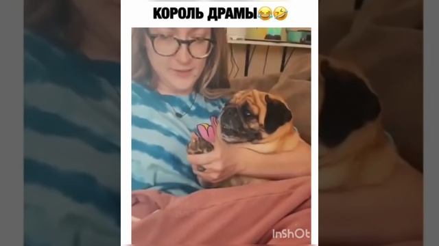 Русский смешные видео смотреть онлайн