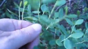 Собираем багульник