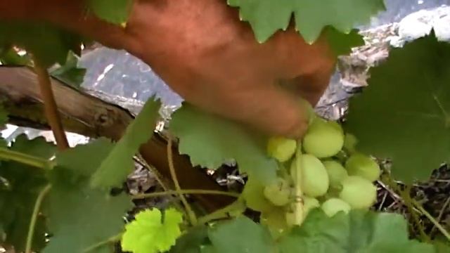 Сорт винограда "Вера" - сезон 2018 смотреть онлайн