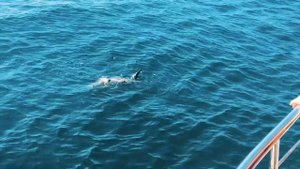 Мирисса: Киты, Новый год на пляже. Шри-Ланка 2018. Влог #6 |