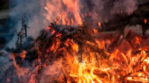 Общая площадь природных пожаров в России составила более одного миллиона ста тысяч гектаров