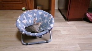 Мальчишка Чорк