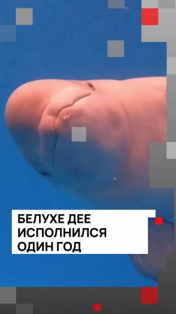 День рождения самой маленькой белухи