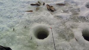 ОКУНЬ НА МАЛЬКА!!! ЗИМНЯЯ РЫБАЛКА 🎣.