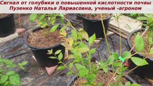 Сигнал от голубики о повышении кислотности.  Не было заботы купила я поросенка....