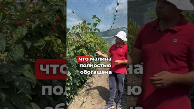 Сегодня рассказываем про все тонкости полива малины в смотреть онлайн