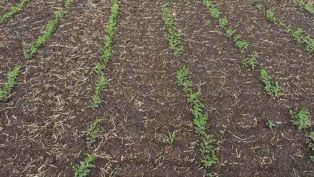 НУТ | ПРИВО 1 | Разные способы сева | смотреть онлайн