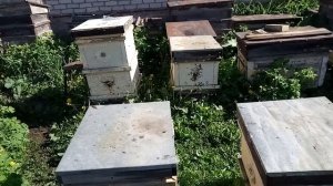 15.05.2025 г. Выглянуло солнышко!