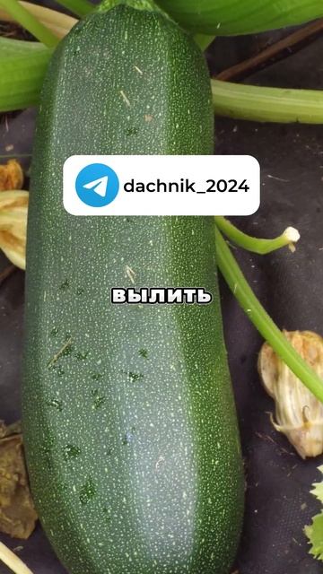 Как поливать кабачки? | Дачные советы, дача и огород смотреть онлайн