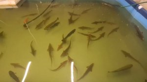 Выращивание рыбы в мини УЗВ. Без вложений и затрат.