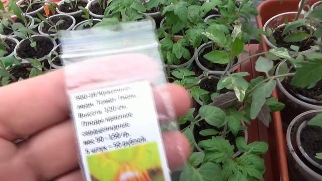 Не торопитесь выбрасывать эту СТРАШНУЮ рассаду! Томатный Гном Красочная Леди (Painted Lady, №900-18)