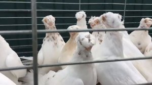 Фрунзенский турман -  I.Hollmann