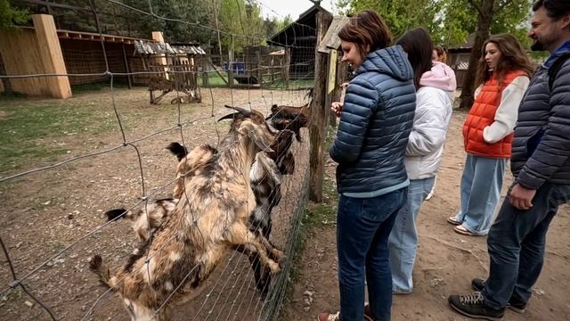 Парк животных, Барановичи смотреть онлайн