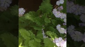 Примула Зибольда   #садсвоимируками #НиколайMisterwood #сад