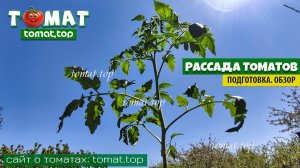 Рассада томатов перед высадкой на грядку. Подготовка, переезд на дачу. Небольшой обзор